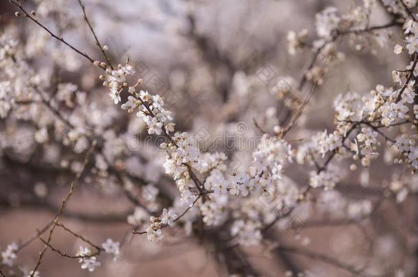 樱桃花树和白色的花.春季背景