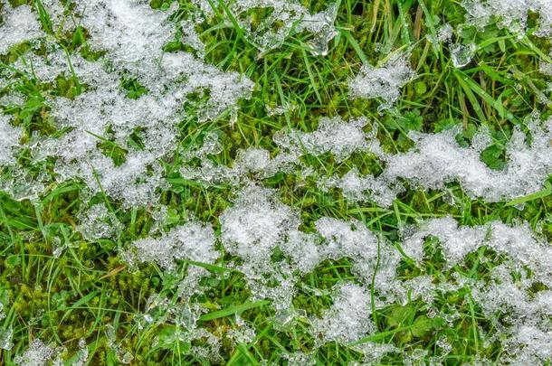 一散射关于雪向绿色的草