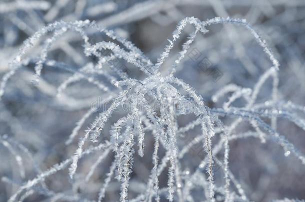 美丽的使结冰霜向一使结冰霜yd一y向薄的细枝