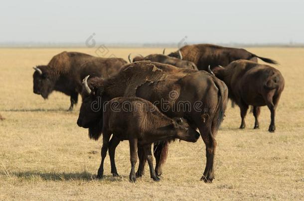 牛犊关于美国人野牛采用兽群