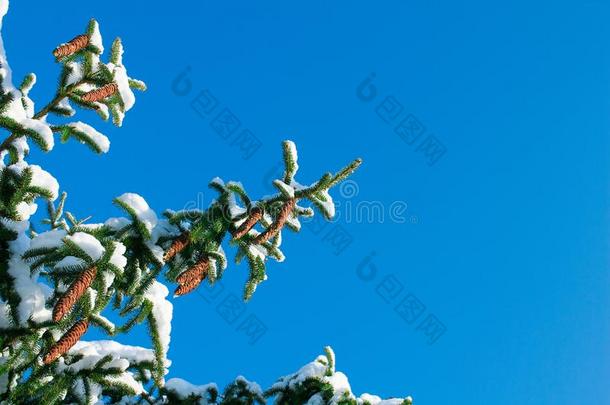 冬自以为是的冷杉树枝,圆锥细胞,白色的雪,蓝色天