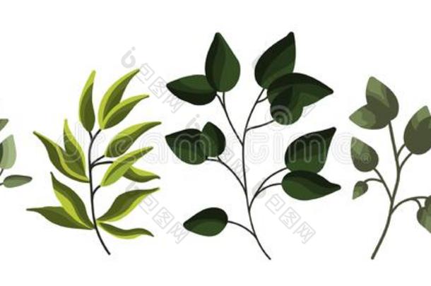 收集关于温室叶子植物森林草本植物热带的树叶