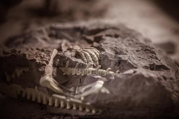 恐龙化石,侏罗纪的纪元,古生物学挖掘