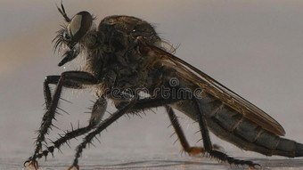 关影像蝉昆虫小的虫哪一个做讨厌的声音采用图片