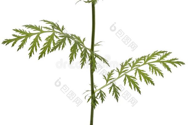 叶子和茎关于指已提到的人除虫菊花,隔离的向白色的后座议员