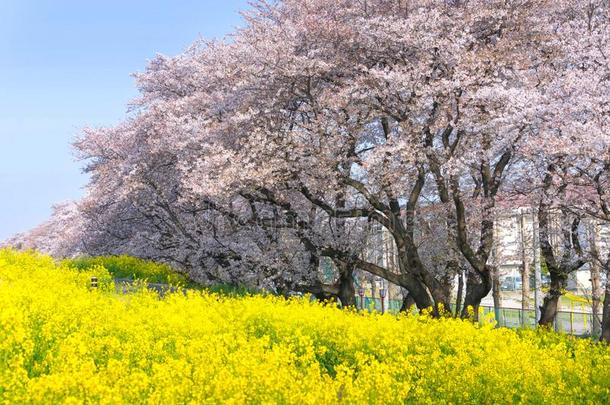 樱桃花和油菜籽花在我喜欢新川<strong>龙口</strong>