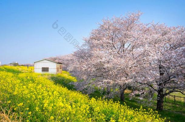 樱桃花和油菜籽花在我喜欢新川<strong>龙口</strong>