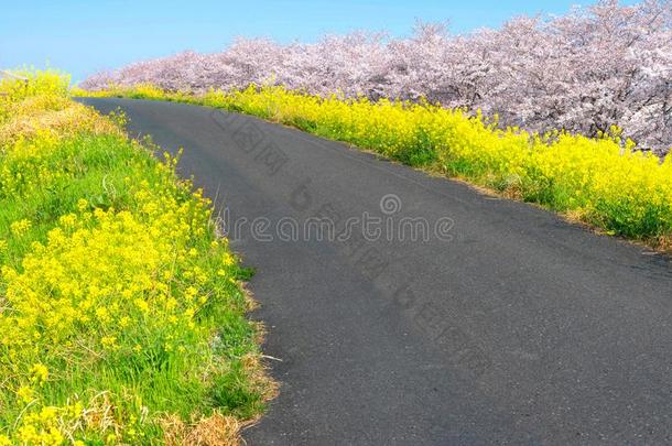 樱桃花和油菜籽花在我喜欢新川<strong>龙口</strong>