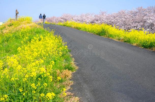 樱桃花和油菜籽花在我喜欢新川<strong>龙口</strong>