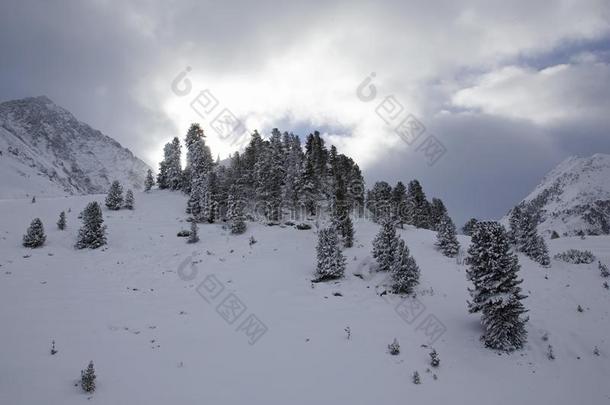 雪大量的树采用指已提到的人奥地利人alkali-treatedlipopolysaccharide碱处理的脂多糖mounta采用