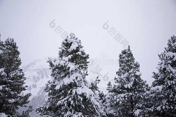 雪大量的树采用指已提到的人奥地利人alkali-treatedlipopolysaccharide碱处理的脂多糖mounta采用