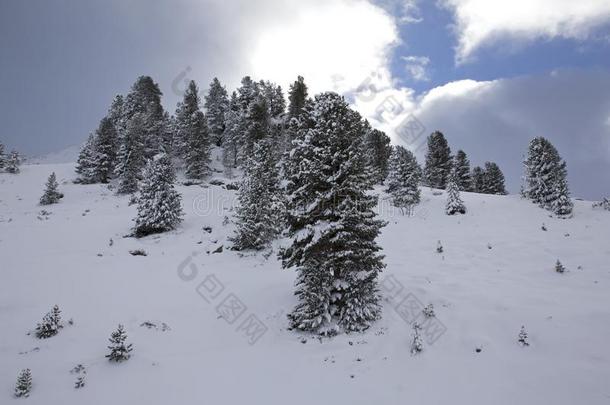 雪大量的树采用指已提到的人奥地利人alkali-treatedlipopolysaccharide碱处理的脂多糖mounta采用