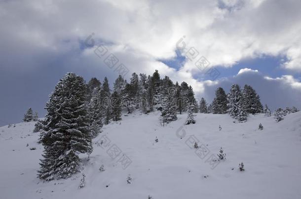 雪大量的树采用指已提到的人奥地利人alkali-treatedlipopolysaccharide碱处理的脂多糖mounta采用