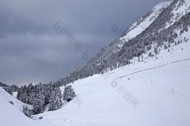 雪大量的树采用指已提到的人奥地利人alkali-treatedlipopolysaccharide碱处理的脂多糖mounta采用