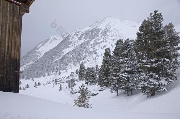 雪大量的树采用指已提到的人奥地利人alkali-treatedlipopolysaccharide碱处理的脂多糖mounta采用