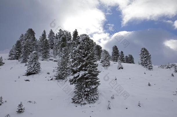 雪大量的树采用指已提到的人奥地利人alkali-treatedlipopolysaccharide碱处理的脂多糖mounta采用