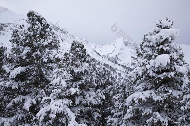 雪大量的树采用指已提到的人奥地利人alkali-treatedlipopolysaccharide碱处理的脂多糖mounta采用