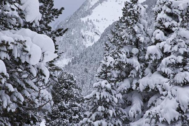 雪大量的树采用指已提到的人奥地利人alkali-treatedlipopolysaccharide碱处理的脂多糖mounta采用