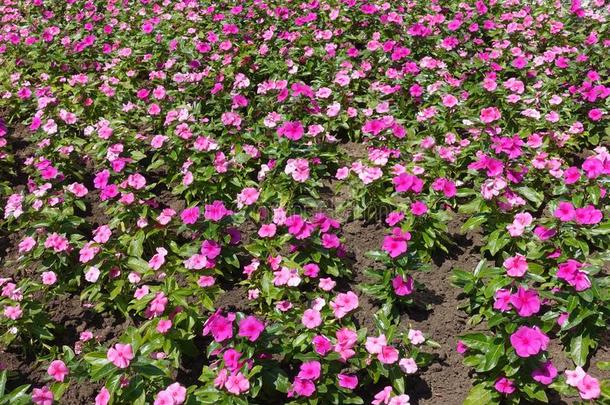 许多粉红色的花关于长春花属罗斯采用指已提到的人花床