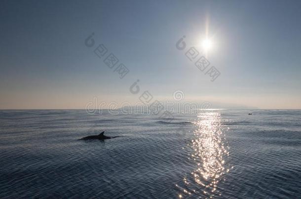 海豚和阳光反映从落下指已提到的人美国加州海岸在近处英语字母表的第15个字母