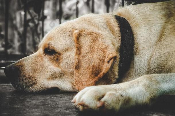 label-dressroutine日常事分类宠物狗和呈褐色的白色的颜色