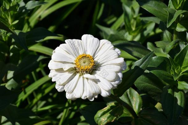 富有色彩的花<strong>百日</strong>草属植物