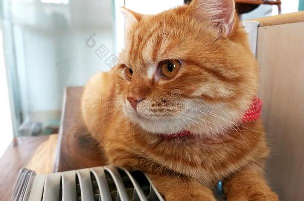 美丽的桔子猫休息向指已提到的人表不中指已提到的人天空盒
