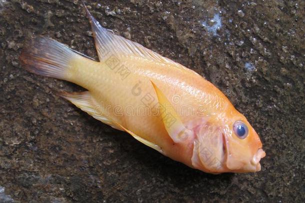 美丽的黄色的棘鳍类热带淡水鱼鱼,流行的亚洲人鱼,红色的魔鬼fiscal国库的