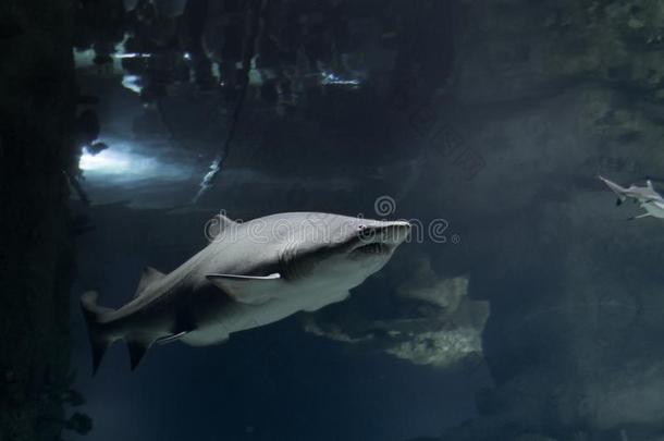 大的鲨鱼采用大型海洋水族馆