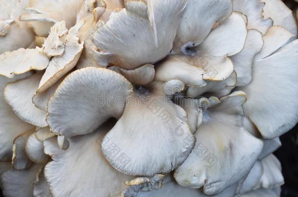 可以吃的很新鲜的牡蛎蘑菇