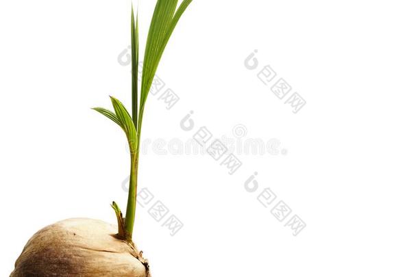 椰子拍摄刚出芽的<strong>幼苗</strong>是<strong>生长</strong>的发芽向白色的背景