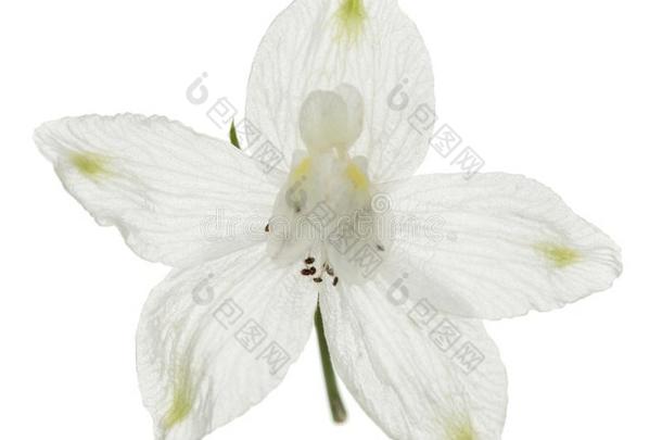 白色的花关于<strong>飞燕草</strong>,燕<strong>草</strong>属植物花,隔离的向白色的英语字母表的第2个字母