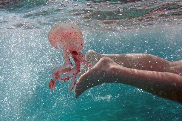 意大利人男孩游泳采用指已提到的人海偶然地高光一水母