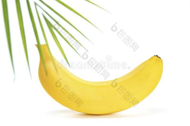 num.<strong>四新</strong>鲜的香蕉向白色的背景和阴影