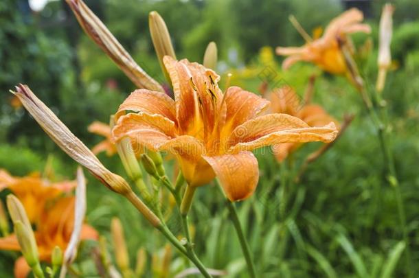 美丽的花黄花菜花芽百合花黄色的明亮的多种多样