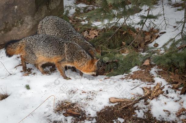 灰色的FoxesUrocyon银灰色<strong>鄙视</strong>地说在下面松树树枝