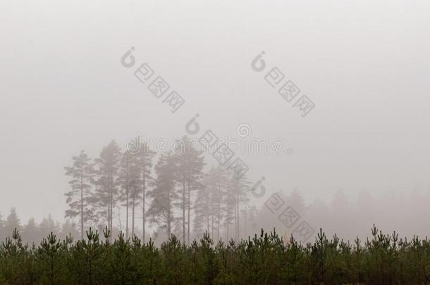 松树树采用奥秘雾.