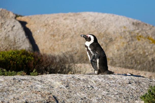 企鹅在卵石海滩南方-非洲