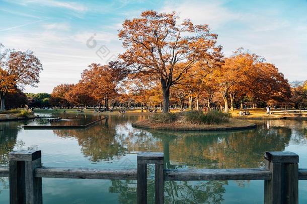 秋枫树树和湖在代代木公园采用东京,黑色亮漆