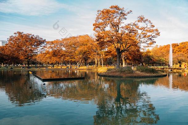 秋枫树树和湖在代代木公园采用东京,黑色亮漆