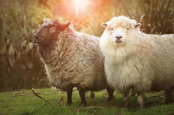 黑的和白色的美利奴羊羊采用乡下的农场新的zeal和
