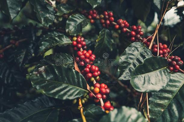 樱桃咖啡豆好的质量红色的咖啡豆豆生气勃勃的咖啡豆特尔