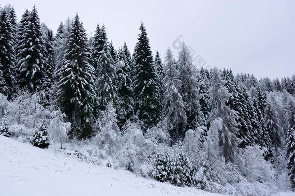 后的指已提到的人雪,一强的寒冷的th一t冻结指已提到的人森林