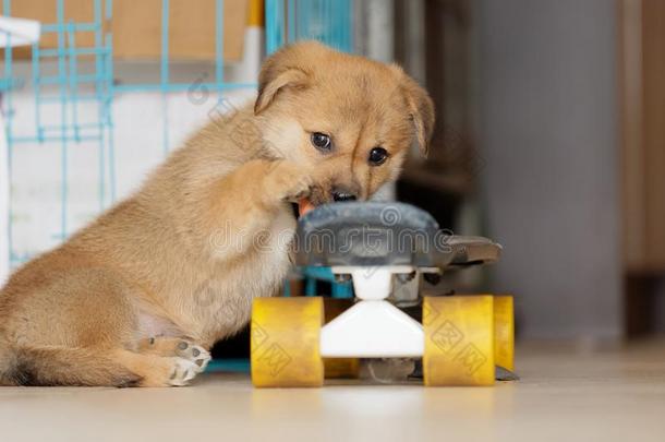 值得崇拜的棕色的小狗狗比赛和滑板,有趣的表现