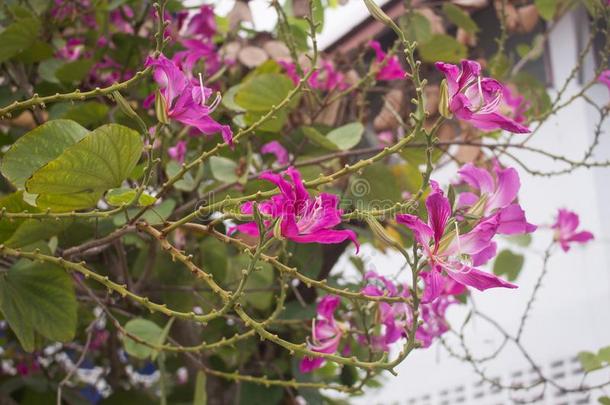 美丽的粉红色的昌高花背景,泰国