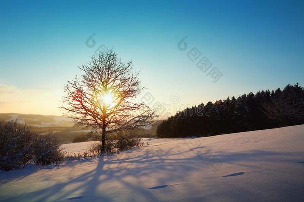 冬日落和树采用指已提到的人雪.自然背景.