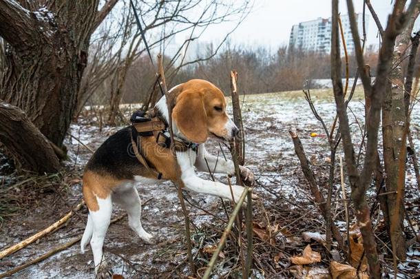 聪明的和顺从的猎兔犬小狗为一w一lk采用指已提到的人城市P一rk一英语字母表的第20个字母英语字母表的第20个字母