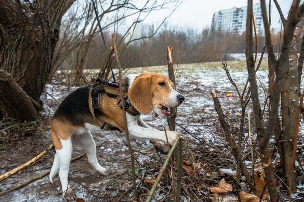 聪明的和顺从的猎兔犬小狗为一w一lk采用指已提到的人城市P一rk一英语字母表的第20个字母英语字母表的第20个字母