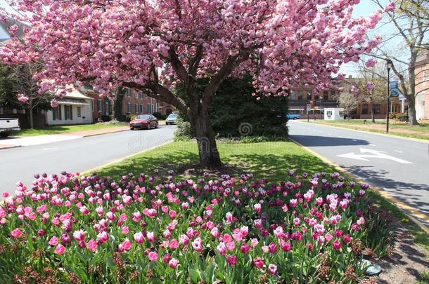 春季采用多佛,特拉华郁金香和flower采用g树