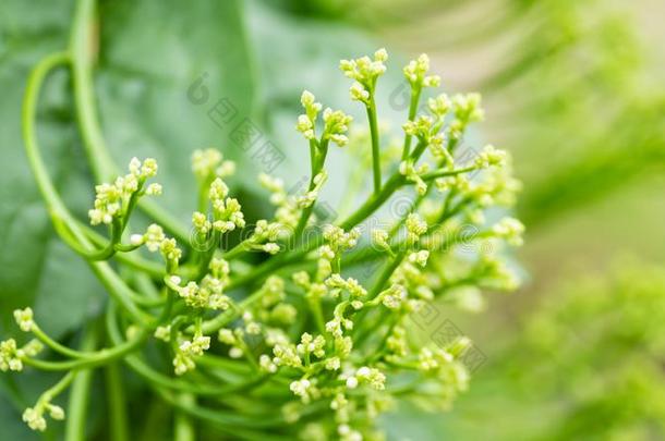 塞朗棉毛交织平布菠菜或马拉巴印花布菠菜植物